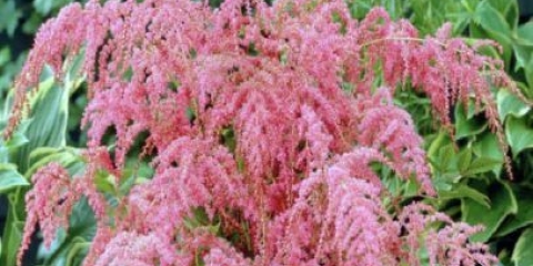 Astilba straussenfeder (nojevo pero): fotografija i opis